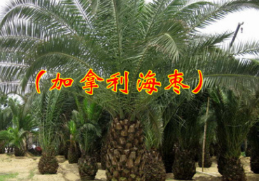 四季中东海枣种子银海棕榈加拿利海藻种子绿化行道林木苗木树种图1