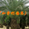 四季中东海枣种子银海棕榈加拿利海藻种子绿化行道林木苗木树种