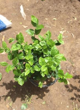 茉莉盆栽 办公室内桌面绿植开花植物茉莉花苗白色重瓣带花苞花香图3