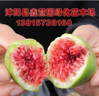 盆栽无花果树苗 4年无花果苗当年结果 果树苗品种多 南方北方皆宜