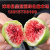 盆栽无花果树苗 4年无花果苗当年结果 果树苗品种多 南方北方皆宜