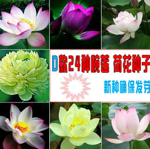 水培植物碗莲种子 荷花种子包品种包出芽24种颜色