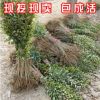 批发绿化苗木高杆大叶女贞树苗 种子小苗1.8米四季常青风景树