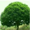 香樟树 树形优美 绿化苗木 工程苗 风景树 园林绿化 香樟苗
