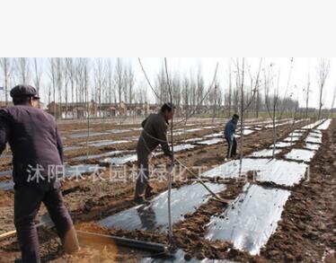 塑料薄膜 白色地膜 黑色地膜一卷是8斤重 1米 1.5米2米宽黑地膜图3