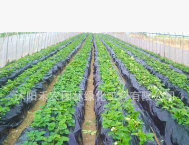 塑料薄膜 白色地膜 黑色地膜一卷是8斤重 1米 1.5米2米宽黑地膜图2