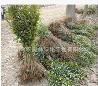 绿化工程苗木行道树高杆大叶女贞树苗大叶女贞小苗大叶女贞批发图3