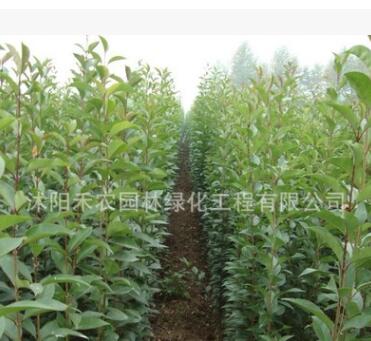 绿化工程苗木行道树高杆大叶女贞树苗大叶女贞小苗大叶女贞批发图2