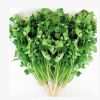 蔬菜种子 芫荽 大叶香菜籽 耐寒 香菜种子 四季播 庭院阳台