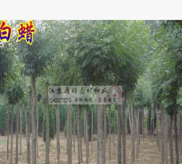 行道树_白蜡树2cm_白蜡树苗_白蜡大树_89公分1012胸径图2