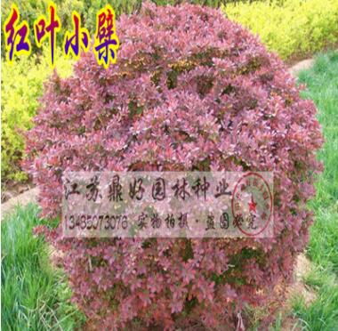 彩色球型绿化苗木_红叶小檗球_冠幅80-1.2m_红叶小檗小苗_色块图2