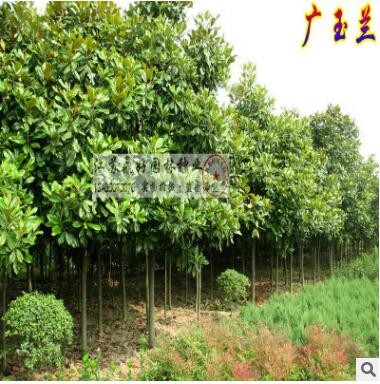 道路绿化树木_广玉兰树_广玉兰树苗_玉兰小苗批发_810cm1215公分图3
