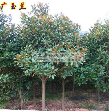 道路绿化树木_广玉兰树_广玉兰树苗_玉兰小苗批发_810cm1215公分图2