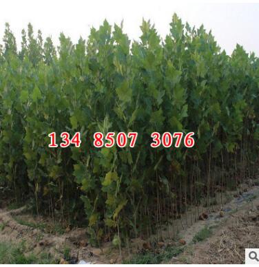基地直销_法桐大树苗_速生法桐小苗批发_悬铃木1012cm1530公分图3