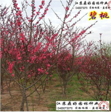 绿化苗木_红叶碧桃_紫叶碧桃_重瓣碧桃花_嫁接盆栽龙柱_庭院花卉图3