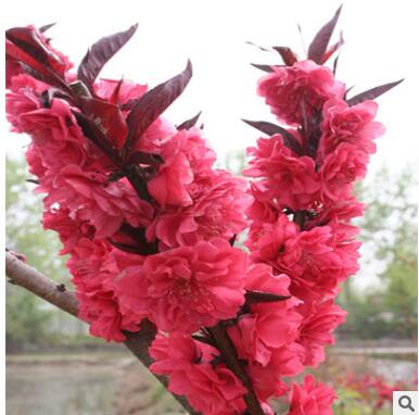 绿化苗木_红叶碧桃_紫叶碧桃_重瓣碧桃花_嫁接盆栽龙柱_庭院花卉图2