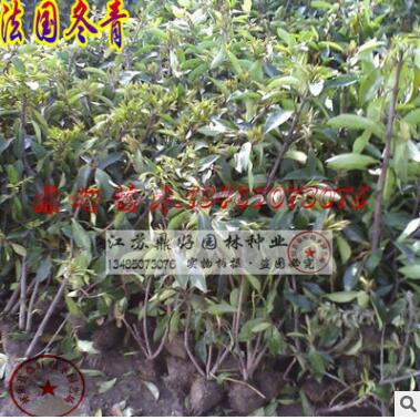 苗木基地直销_法国冬青苗_法青树苗_绿_篱小苗50-100_ 大2-3m图3