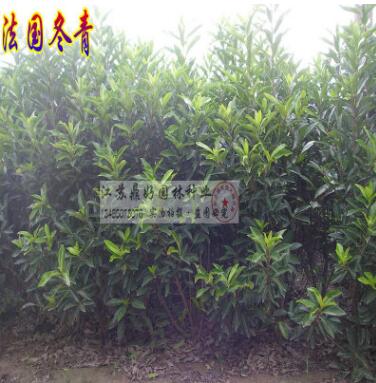 苗木基地直销_法国冬青苗_法青树苗_绿_篱小苗50-100_ 大2-3m图2