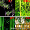 供应慈竹 绿化苗木 基地苗圃直销 竹类植物