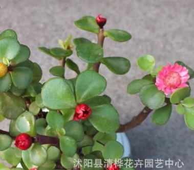 金枝玉叶 多肉植物 马齿苋树 桌面室内盆栽 花开妩媚 多肉植物