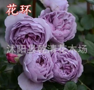 藤本月季 爬墙月季 紫色薰衣草花环藤本月季花 蓝色系多头多花