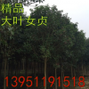 出售大叶女贞-大叶女贞-女贞树规格2-25公分栽植 包成活