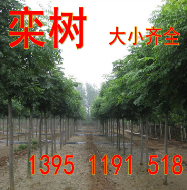 栾树1米高到3米 2公分到20公分栾树 黄山栾 北京栾树 量大优惠