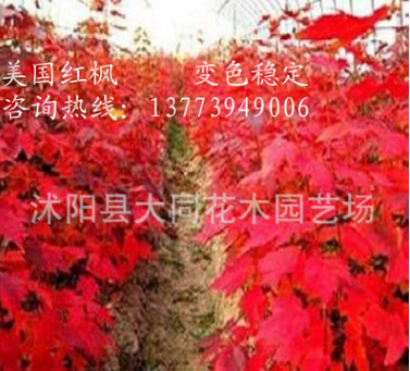直销美国红枫小苗 美国改良红枫 秋火焰 美国红枫 耐寒 1.5米高