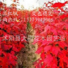 直销美国红枫小苗 美国改良红枫 秋火焰 美国红枫 耐寒 1.5米高
