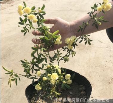 木香花苗庭院阳台攀援爬藤植物七里香苗木香花盆栽黄木香白木香花