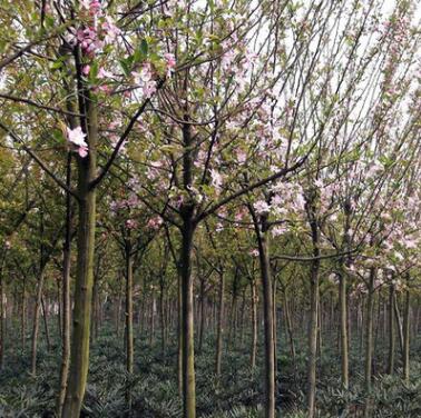 苗圃直销园林绿化植物 西府海棠 树苗 小苗 各类 海棠苗批发