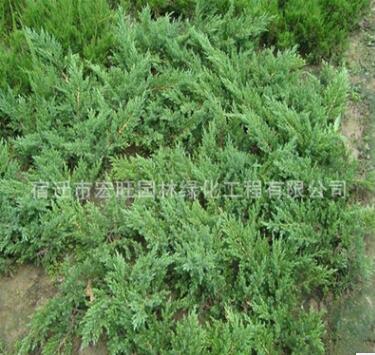 批发工程绿化苗木地柏苗 庭院花坛公园绿化四季常青铺地柏小苗图3