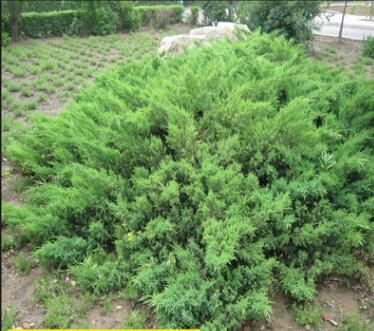 批发工程绿化苗木地柏苗 庭院花坛公园绿化四季常青铺地柏小苗图2