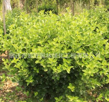 低价批发工程绿化卫矛 常青胶东卫矛树灌木丛生树 规格齐全图3
