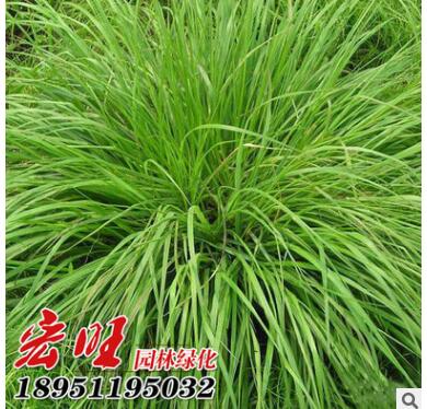 批发牧草种子 多年生黑麦草种子 一年生黑麦草种子 发芽率高图2