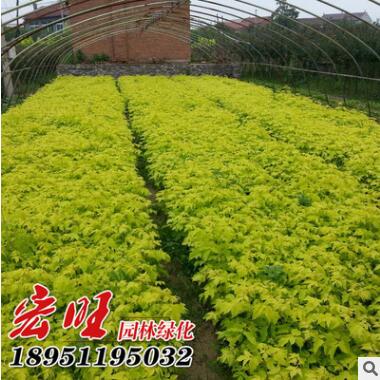 基地批发金叶复叶槭 复叶槭小苗 规格全 复叶槭价格 绿化工程小苗图3