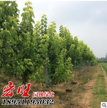 基地批发金叶复叶槭 复叶槭小苗 规格全 复叶槭价格 绿化工程小苗图2