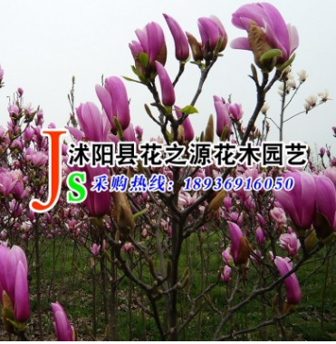 批发早春观赏花卉 紫玉兰小苗 基地直销紫白红黄玉兰嫁接苗