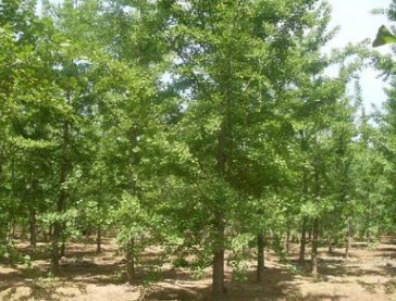 大量售1-30银杏 紫薇 紫叶李 樱花 法桐 垂柳 意杨 构树