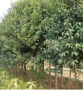 低价直售：大叶女贞，垂柳，紫叶桃，樱花，紫薇，蜀桧，法桐