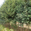 低价直售：大叶女贞，垂柳，紫叶桃，樱花，紫薇，蜀桧，法桐