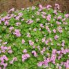 红花草 红花草苗 红花酢浆草 红花三叶草种芽 庭院绿化