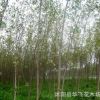白杨树 白杨苗 防风林树种 杨树苗 绿化树苗批发