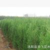 侧柏 侧柏苗 侧柏树 园林公司 柏树批发