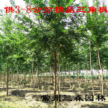 100亩基地供应8-12公分精品三角枫 苗圃定植精品