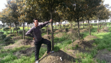 批发供应8-12cm树状高杆独杆红叶石楠树状红叶石楠分枝点1米8以上