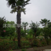 大量供应绿化苗棕榈规格齐全欢迎选购