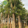供应8-20cm大香樟 园林绿化苗木优质乔木大香樟