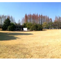 杭州西湖旁大草坪隆冬开放