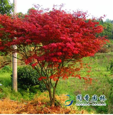 沭阳苗圃直销中国红枫日本红枫三季红枫树苗庭院观赏景观树苗木